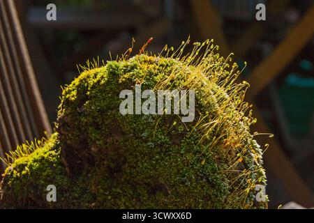 Moosbedeckter Felsen mit sonnendurchfluteten Sporophyten 16635 Stockfoto