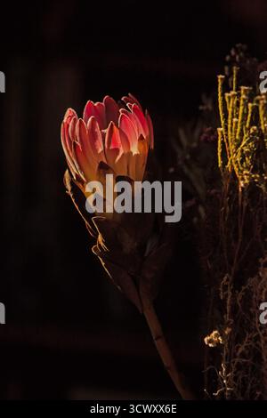 Nahaufnahme einer rosafarbenen Protea-Blume, beleuchtet vor dunklem Hintergrund 16702 Stockfoto