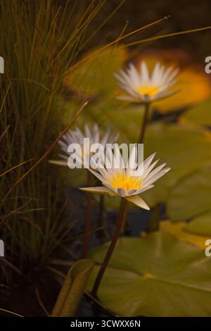 White Nymphaea Lotus blüht in einem ruhigen Teich 16620 Stockfoto