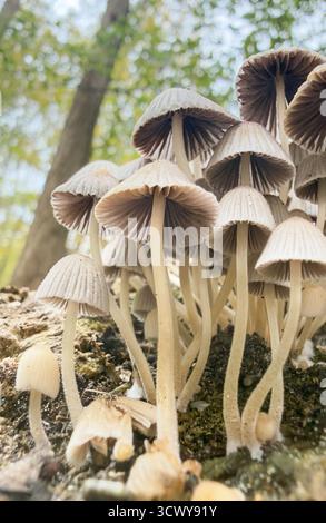 Makrofotogramm von zarten Pilzen, die in einem Wald wachsen. Stockfoto