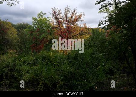 Leuchtende Rot- und Gelbtöne tauchen zwischen grünem Laub in einem friedlichen Wald auf. Stockfoto