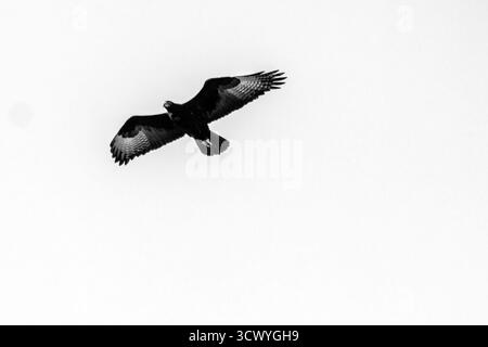 Schwarz-weiß eines der berühmten Verreaux's Eagles, Aquila verreauxii, des Witwatersrand Botanical Gardens in Südafrika, im Flug Stockfoto