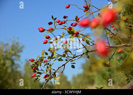 Die Hüften der Reifen Rosenrose leuchten in leuchtendem Rot vor einem klaren blauen Himmel – ein Symbol für den Übergang vom Spätsommer zum Herbst. Stockfoto