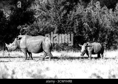 Eine Mutter Weiße Nashörner mit ihrem Kalb ein paar Meter hinter der üppigen, bewaldeten Savanna des südlichen Kruger-Nationalparks in Südafrika. Stockfoto