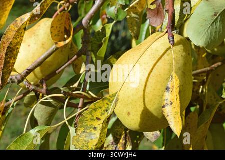 13.10.2025 Birnen Deutschland/Sachsen Anhalt/Altmark/Altmarkkreis Salzwedel/Stadt Klötze/Ortsteil Kusey/Garten/Obstbaum/Birnbaum trägt in diesem Jahr viele große Früchte/alte Sorte Alexander Lucas/Herbst- Winterbirne/fruchtig süß/lagerfähig *** 13 10 2025 Birnen Deutschland Sachsen Anhalt Altmark Altmarkkreis Salzwedel Stadt Klötze Bezirk Kusey Garten Obstbaum Birnenbaum trägt viele große Früchte in dieser Jahr alte Sorte Alexander Lucas fruchtig süße Herbst-Winterbirne Stockfoto