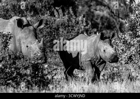 Ein junges weißes Nashornkalb aus dem Süden, dessen Mutter aus den Büschen im Hintergrund in Schwarz-weiß kommt. Stockfoto