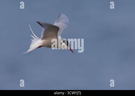 Küsten-Seeschwalbe, Küstenseeschwalbe, Flug, Flugbild, fliegend, Seeschwalbe, Seeschwalben, Sterna paradisaea, arktische Seeschwalbe, Fliegen, Flug, La Sterne Stockfoto