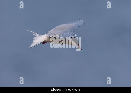 Küsten-Seeschwalbe, Küstenseeschwalbe, Flug, Flugbild, fliegend, Seeschwalbe, Seeschwalben, Sterna paradisaea, arktische Seeschwalbe, Fliegen, Flug, La Sterne Stockfoto
