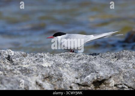 Küsten-Seeschwalbe, Küstenseeschwalbe, Seeschwalbe, Seeschwalben, Sterna paradisaea, arktische Seeschwalbe, Arctique La Sterne Stockfoto