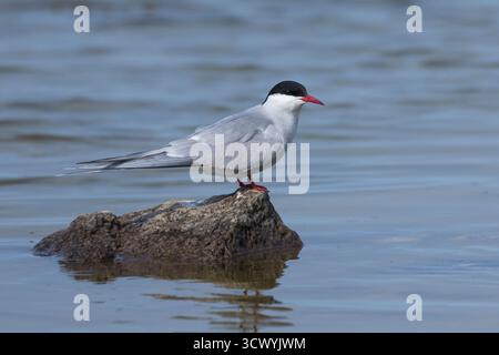 Küsten-Seeschwalbe, Küstenseeschwalbe, Seeschwalbe, Seeschwalben, Sterna paradisaea, arktische Seeschwalbe, Arctique La Sterne Stockfoto