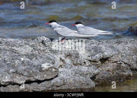 Küsten-Seeschwalbe, Küstenseeschwalbe, Paar, Pärchen, Seeschwalbe, Seeschwalben, Sterna paradisaea, arktische Seeschwalben, Paar, La Sterne Arktique Stockfoto