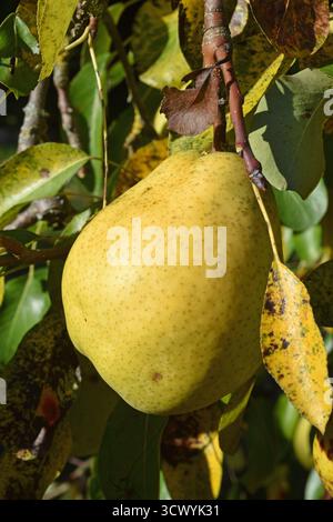 13.10.2025 Birne Deutschland/Sachsen Anhalt/Altmark/Altmarkkreis Salzwedel/Stadt Klötze/Ortsteil Kusey/Garten/Obstbaum/Birnbaum trägt in diesem Jahr viele große Früchte/alte Sorte Alexander Lucas/Herbst- Winterbirne/fruchtig süß/lagerfähig *** 13 10 2025 Birne Deutschland Sachsen Anhalt Altmarkkreis Salzwedel Stadt Klötze Bezirk Kusey Garten Obstbaum Birnenbaum trägt viele große Früchte diese Jahrgangssorte Alexander Lucas fruchtig süße Herbst-Winterbirne Stockfoto