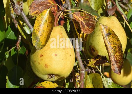 13.10.2025 Birnen Deutschland/Sachsen Anhalt/Altmark/Altmarkkreis Salzwedel/Stadt Klötze/Ortsteil Kusey/Garten/Obstbaum/Birnbaum/alte Sorte Alexander Lucas/Herbst- Winterbirne/fruchtig süß/lagerfähig *** 13 10 2025 Birnen Deutschland Sachsen Anhalt Altmark Altmarkkreis Salzwedel Stadt Klötze Bezirk Kusey Garten Obstbaum Birnenbaum alte Sorte Alexander Lucas Herbst Winterbirne fruchtig süß lagerfähig Stockfoto