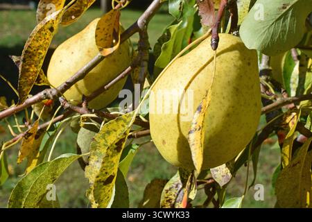 13.10.2025 Birnen Deutschland/Sachsen Anhalt/Altmark/Altmarkkreis Salzwedel/Stadt Klötze/Ortsteil Kusey/Garten/Obstbaum/Birnbaum trägt in diesem Jahr viele große Früchte/alte Sorte Alexander Lucas/Herbst- Winterbirne/fruchtig süß/lagerfähig *** 13 10 2025 Birnen Deutschland Sachsen Anhalt Altmark Altmarkkreis Salzwedel Stadt Klötze Bezirk Kusey Garten Obstbaum Birnenbaum trägt viele große Früchte in dieser Jahr alte Sorte Alexander Lucas fruchtig süße Herbst-Winterbirne Stockfoto