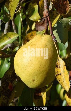 13.10.2025 Birne Deutschland/Sachsen Anhalt/Altmark/Altmarkkreis Salzwedel/Stadt Klötze/Ortsteil Kusey/Garten/Obstbaum/Birnbaum trägt in diesem Jahr viele große Früchte/alte Sorte Alexander Lucas/Herbst- Winterbirne/fruchtig süß/lagerfähig *** 13 10 2025 Birne Deutschland Sachsen Anhalt Altmarkkreis Salzwedel Stadt Klötze Bezirk Kusey Garten Obstbaum Birnenbaum trägt viele große Früchte diese Jahrgangssorte Alexander Lucas fruchtig süße Herbst-Winterbirne Stockfoto