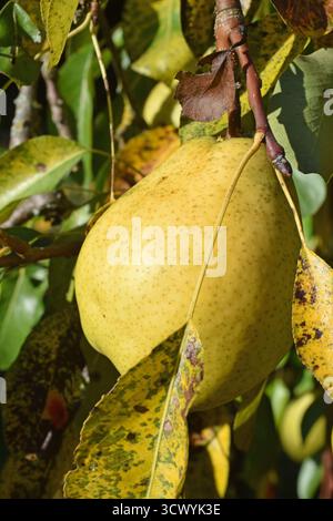 13.10.2025 Birne Deutschland/Sachsen Anhalt/Altmark/Altmarkkreis Salzwedel/Stadt Klötze/Ortsteil Kusey/Garten/Obstbaum/Birnbaum trägt in diesem Jahr viele große Früchte/alte Sorte Alexander Lucas/Herbst- Winterbirne/fruchtig süß/lagerfähig *** 13 10 2025 Birne Deutschland Sachsen Anhalt Altmarkkreis Salzwedel Stadt Klötze Bezirk Kusey Garten Obstbaum Birnenbaum trägt viele große Früchte diese Jahrgangssorte Alexander Lucas fruchtig süße Herbst-Winterbirne Stockfoto