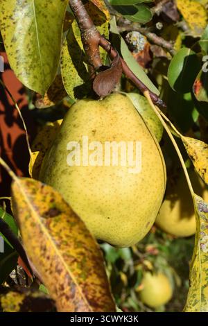 13.10.2025 Birnen Deutschland/Sachsen Anhalt/Altmark/Altmarkkreis Salzwedel/Stadt Klötze/Ortsteil Kusey/Garten/Obstbaum/Birnbaum trägt in diesem Jahr viele große Früchte/alte Sorte Alexander Lucas/Herbst- Winterbirne/fruchtig süß/lagerfähig *** 13 10 2025 Birnen Deutschland Sachsen Anhalt Altmark Altmarkkreis Salzwedel Stadt Klötze Bezirk Kusey Garten Obstbaum Birnenbaum trägt viele große Früchte in dieser Jahr alte Sorte Alexander Lucas fruchtig süße Herbst-Winterbirne Stockfoto