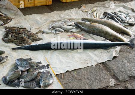Fischvielfalt Auf Dem Markt In Kochi Indien, Verkaufsstand Mit Frisch Gefangenen Meeresfrüchten, Fischindustrie Am Arabischen Meer Stockfoto