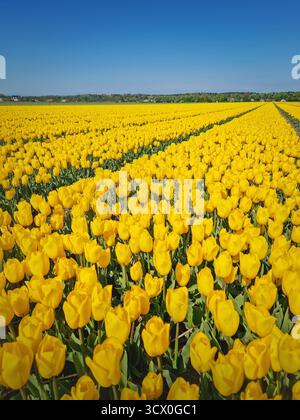 Ein atemberaubender Blick auf ein riesiges Feld von leuchtend gelben Tulpen erstreckt sich bis zum Horizont unter einem klaren blauen Himmel. Das dichte und pulsierende Blumenmeer hebt hervor Stockfoto