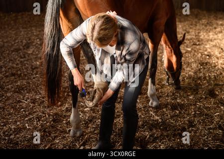 Die Pferdezüchterin reinigt die Hufe des Pferdes mit einem professionellen Hufkratzer im Stall, während das Pferd Heu frisst. Entfernen von Fremdkörpern und Schmutz von Hufen, Groomi Stockfoto