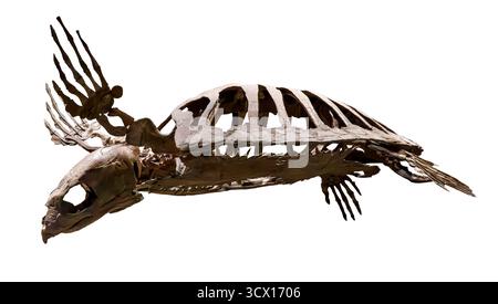Meeresschildkröte (Protostega gigas), späte Kreidezeit (85 Millionen Jahre alt), Niobrara Chalk, Logan County, Kansas, USA Stockfoto