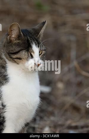 Calico Street Cat sitzt allein auf einem Steinrand Stockfoto