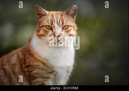 Schöne Ingwer- und weiße Tabby-Katze, die auf grünem Gras in natürlicher Gartenumgebung sitzt Stockfoto