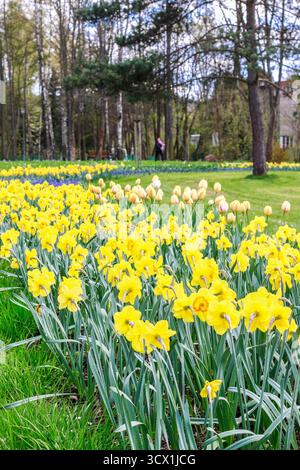Blumenbeet mit Narzissen im Stadtpark Spring Time Stockfoto