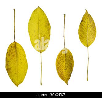 Gelbe Walnussblätter isoliert auf weißem Hintergrund – botanische Komposition im Herbst Stockfoto