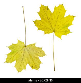 Isolierte Ahornblätter auf weißem Hintergrund – Herbstsammlung von gelben und grünen Blättern Stockfoto