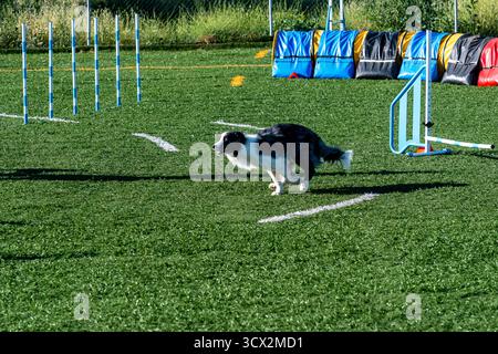 Ein lebhafter Hund läuft auf einem grünen Feld durch Bewegungshindernisse und demonstriert während des Trainings Geschicklichkeit und Geschwindigkeit. Stockfoto