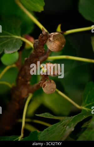 Baumäste mit frischen grünen Blättern und sich entwickelnden Früchten oder Samenkapseln im natürlichen Licht, eine detaillierte saisonale botanische Nahaufnahme Stockfoto