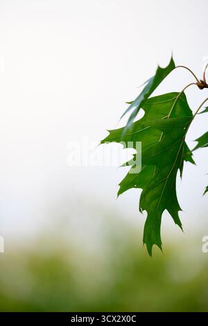 Einzelnes grünes Ahornblatt, das vor einem hellen, weichen Hintergrund hängt, eine minimale botanische Nahaufnahme, die Wachstum, Natur und saisonalen Wandel repräsentiert Stockfoto