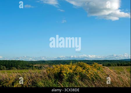 Schöne blühende Heilpflanze Goldrute (Solidago virgaurea) Nahaufnahme auf einem verschwommenen Hintergrund Stockfoto