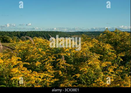 Schöne blühende Heilpflanze Goldrute (Solidago virgaurea) Nahaufnahme auf einem verschwommenen Hintergrund Stockfoto