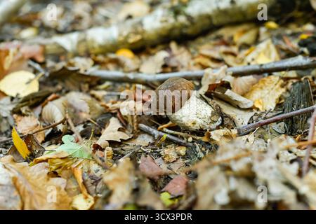 Ein köstlicher Boletus edulis Pilz, der zwischen Herbstblättern und Zweigen gefunden wird. Fängt die Freude der Nahrungssuche und der aktiven Outdoor-Erholung im Herbstwald ein. Stockfoto