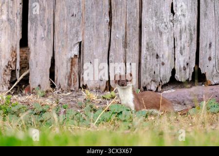 Nahaufnahme eines Stoats, Mustela erminea, Rennen und Springen auf einem Grasfeld während der Jagd. Stockfoto