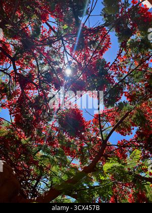 Blick von unten auf einen extravaganten Baum in voller Blüte mit lebhaften roten Blüten und verschlungenen Zweigen, Sonnenlicht blickt durch die Blätter. Stockfoto