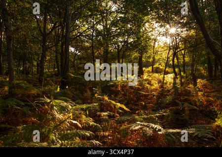 Friedliche Herbstwälder Landschaft mit Sonnenstern, die durch Bäume in Kent leuchten und einen goldenen atmosphärischen Schein über Bracken erzeugen Stockfoto