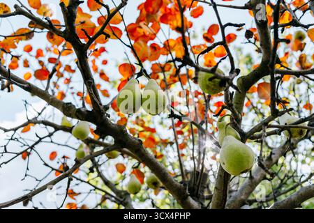 Tiefwinkelansicht des Birnenbaums im Herbst Stockfoto