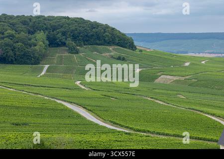 Hügelige Weinberge in Cramant, Marne, Grand Est, Frankreich Stockfoto