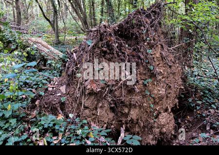 Ein Baum, der vom Wind heruntergerissen wurde, blockiert den Weg durch den Wald. Ein Symbol natürlicher Gewalt. Stockfoto