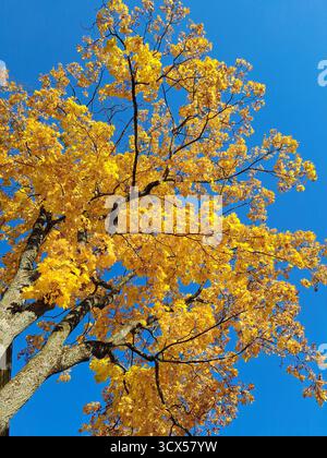 Herbst. Gelbe, orange und grüne Blätter auf den Bäumen vor blauem Himmel. Aufgenommen mit einer Telefonkamera. Stockfoto