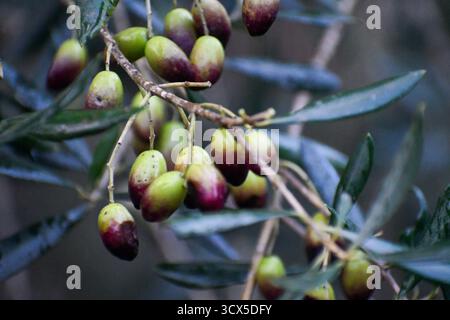 Makrodetail reifender Oliven auf einem nassen Baumzweig nach Regen. Eine Mischung aus grünen und violetten Bio-Früchten, die in einem Hain wachsen, bereit für den Herbstharv Stockfoto