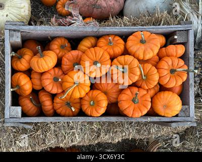 Ein Blick von oben nach unten auf eine Holzkiste, die mit einer dichten Anordnung aus kleinen, leuchtend orangefarbenen Kürbissen und Kürbissen überflutet wird und die Texturen der Erntezeit zeigt. Stockfoto