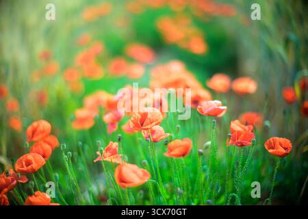 Leuchtend orange-rote Mohnblumen blühen über die Aljarafe-Landschaft in Sevilla und zeigen die Schönheit des Frühlings unter dem warmen mediterranen Licht. Stockfoto