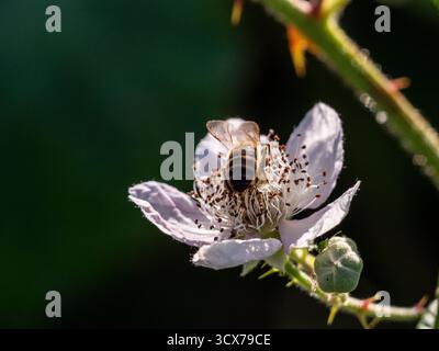 OLYMPUS DIGITALKAMERA, Bee, Clematis Stockfoto