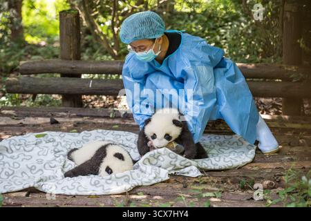 Chengdu, China - 28. September 2018: Pflegefachkraft für Babypandas in der Chengdu Research Base of Giant Panda Breeding. Stockfoto