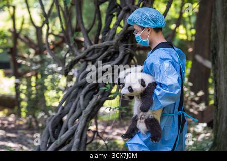 Chengdu, China - 28. September 2018: Pflegefachkraft, die Babypandas in der Chengdu Research Base of Giant Panda Breeding betreut. Stockfoto
