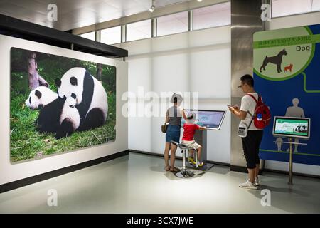 Chengdu, China - 28. September 2018: Familienlernen im Panda Scientific Discovery Center der Chengdu Research Base of Giant Panda Breeding. Stockfoto